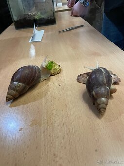 Africký slimák Achatina sp. - 3