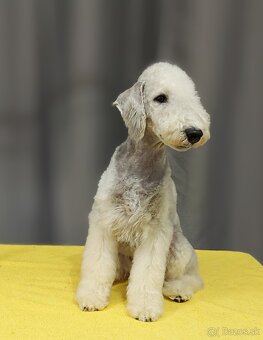 Bedlington teriér - 3