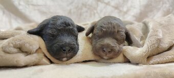 Bedlington teriér - 3