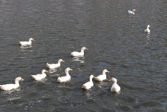 Kačica pekinská biela - 3
