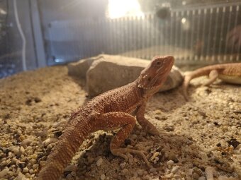 Agama bradatá red - 3