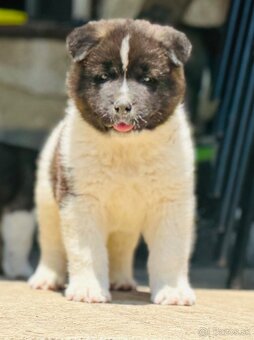 Americká Akita - 3