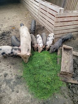 Vietnamske prasa - 3