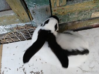 Nemecký obrovity strakáč - 3