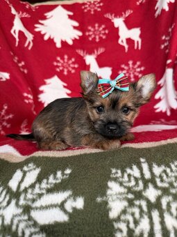 Biewer yorkshire terrier - 3