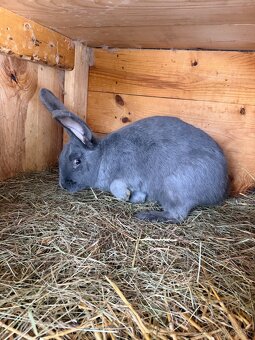 Nemecký obrovitý strakáč - 3