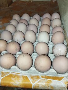 Nasadove vajíčka Oravka žltohneda - 3