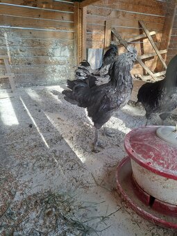 Ayam Cemani - 3