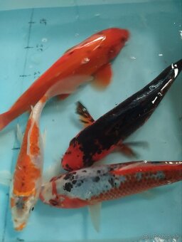 Jazierkové ryby - koi kapre - 3