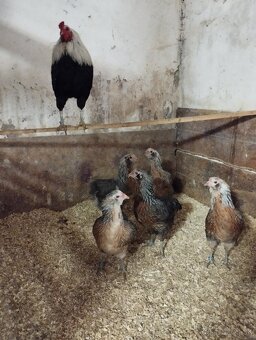 Násadové vajíčka Araucana - 3