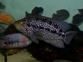 Parachromis managuensis - Jaguar cichlid - 3