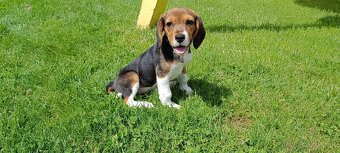 bígl, bígel, beagle - 3