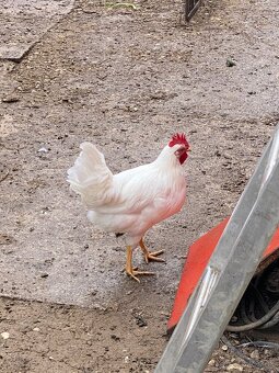 Predam kohutov Leghorn - 3
