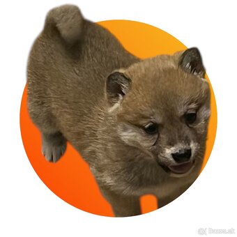 Shiba inu - 3
