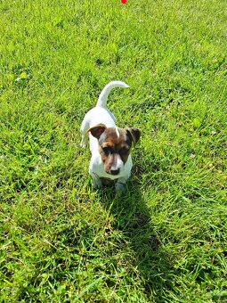 Jack russell terier - 3