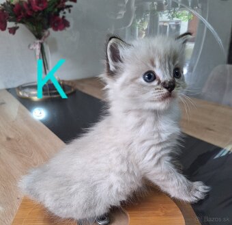 Ragdoll mačiatka - 3