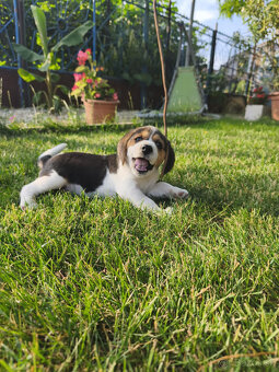 Beagle, bígel, bígl, bigel - 3