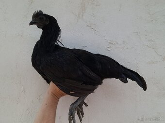 Ayam cemani - 3