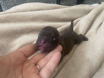 American bully POCKET - 3
