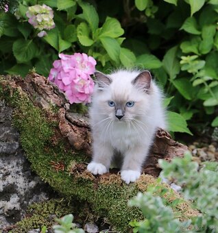 Ragdoll mačiatka s PP - 3