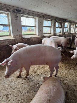 Jatočné výkrmové ošípané - 3