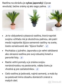 Predám krásny Cykas japonský - 3