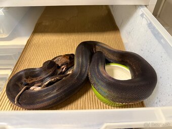 Boa Constrictor - Velhad Kralovsky - 3