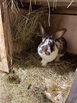 Hybrid-Hyla samec - 3