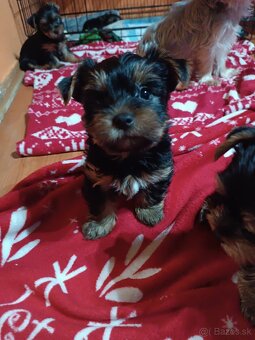 Yorkshirsky teriér - 3