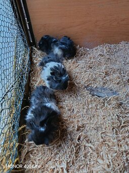 Morské prasiatka - 3