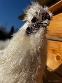 Hodvabničky - kohút - 3