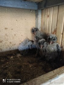 Plamienka driemava čierna varianta - 3