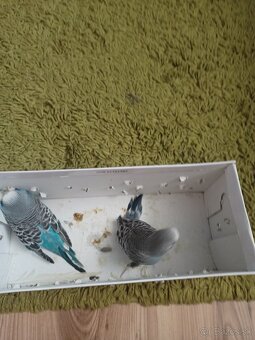 Predám mladučké andulky na ručné dokrmovanie - 3