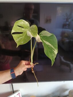 Monstera albo variegata - 3