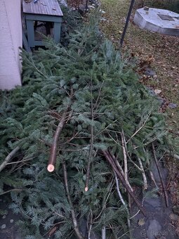 Predám krásne, čerstvo odpílené konáriky čečiny - 3