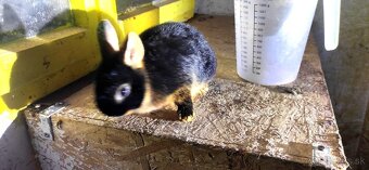 zakrslí kralik ohnivák - 3