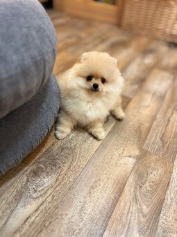 Pomeranian s PP - 3