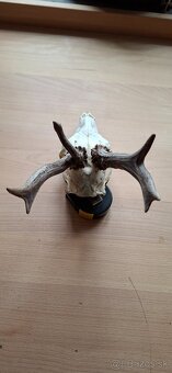 Trofej raritního srnce - 3