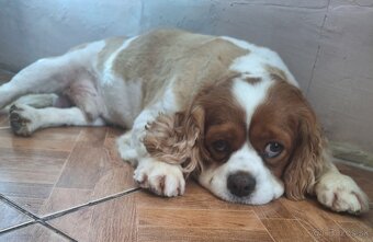 Cavalier - 3