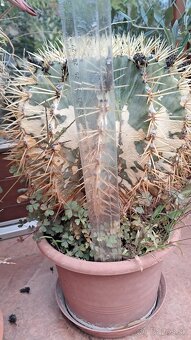 Kaktusy na predaj - 3