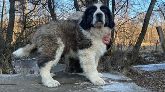 Štenata Moskovsky strážny pes - 3