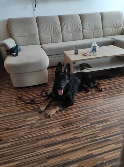 Nemecký ovčiak - 3