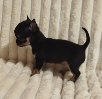 Čivava mini psík krátkosrsty - 3