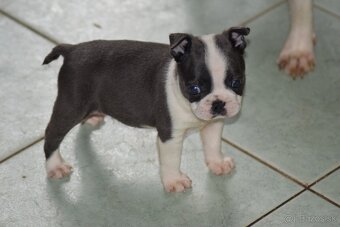 bostonský teriér s PP - modrý pejsek+ modrá holčička - 3