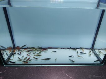 Predam Akvárium Kreviet - 3