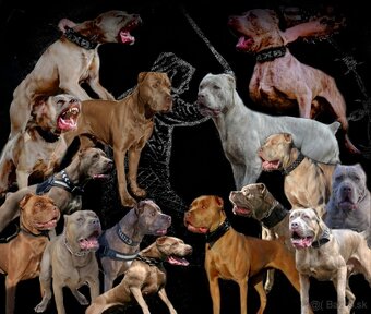 Americký BANDOG - 3
