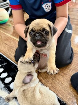 Mops Mopslik - 3