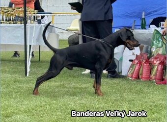 DOBERMAN ŠTENIATKA S FCI PP - 3