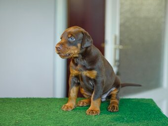DOBERMAN ŠTENIATKA S FCI PP - 3