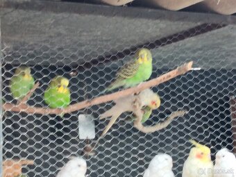 Predám andulky a korely s klietkou - 3
